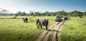 Populärt med safariresor i Sydafrika