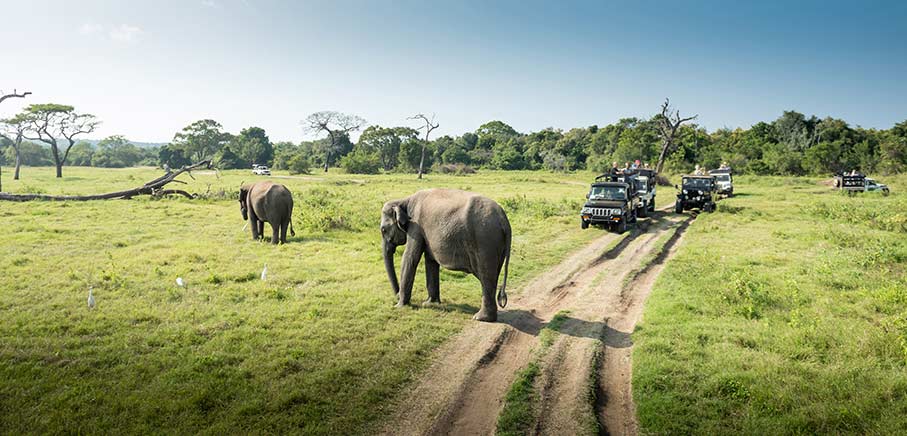 Populärt med safariresor i Sydafrika 